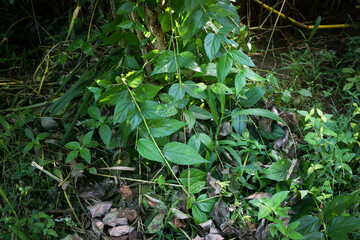 Lush Green Tropical Foliage with Variegated Leaves in Natural Light, Close-Up Botanical Scene Featuring Dense Leaf Growth and Natures Contrast in Texture and Color. Leaves in a Natural Outdoor Setting