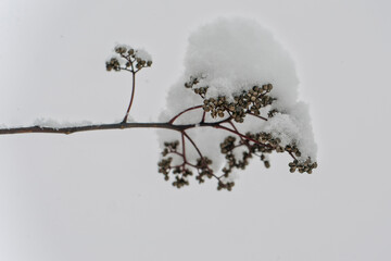 枝に積もる雪