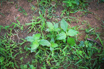 Lush Green Tropical Foliage with Variegated Leaves in Natural Light, Close-Up Botanical Scene Featuring Dense Leaf Growth and Natures Contrast in Texture and Color. Leaves in a Natural Outdoor Setting