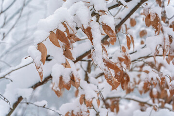 葉に積もる雪