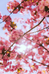 Obraz premium Japanese sakura blossom in Ukraine. pink tree, tree blossom in spring, wallpaper for the desktop, beauty of nature. Japanese cherry on a blue sky background.vintage photo with grain.