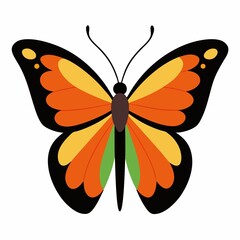 butterfly on white background