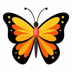 butterfly on white background