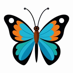 butterfly on white background