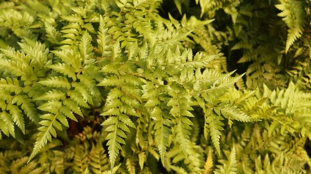 Fern Leaves in Dense Tropical Understory 
