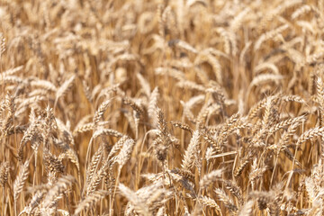 Golden wheat field close-up with ripe grain heads