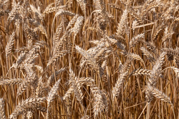 Golden wheat field close-up with ripe grain heads