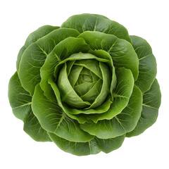 Obraz premium Verdant lettuce head leafy rosette