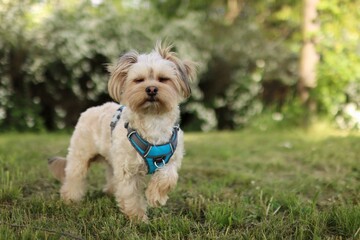 A small Yorkshire terrier mutt is in the park.