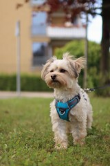 A small Yorkshire mix terrier is in the garden.
