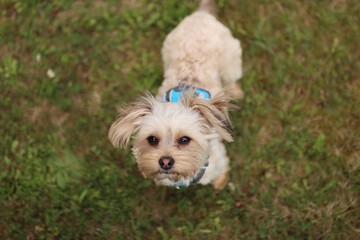 A small Yorkshire mix terrier is in the garden.