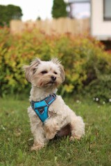 A small Yorkshire mix terrier is in the garden.