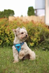 A small Yorkshire mix terrier is in the garden.