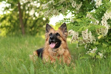 German Shepherd is in the park at sunset.