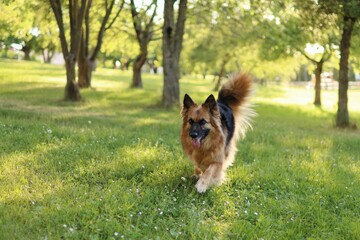 German Shepherd is in the park at sunset.