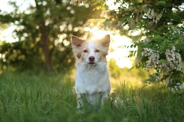 light crossbreed dog is in the park at sunset in spring.