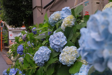 アジサイ