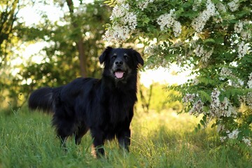 black crossbreed dog is in the park at sunset in spring.