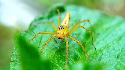 Close up of a yellow spider on a green leaf. Macro shot of a spider in nature.