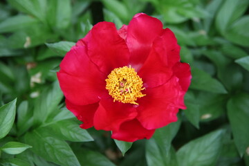 Obraz premium flower