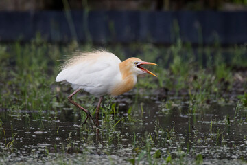 アマサギのお食事