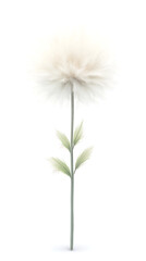 Soft White Flower with Single Stem.