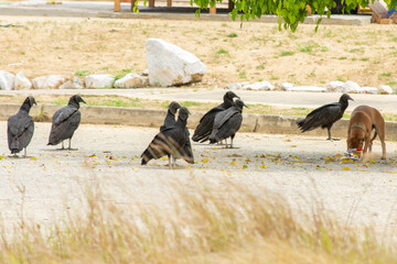 Dog Surrounded by Coragyps Atratus Vultures in a street of Margarita Island, Venezuela