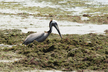 A pelican on the coast next to the sargassum