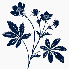 black and white cinquefoil