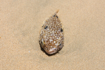 Dead fish longspined porcupinefish or spiny pufferfish (Diodon holocanthus