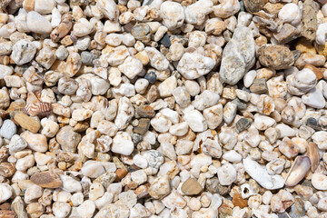 Small seashell background