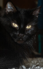 Majestic Black Cat – Elegance and Mystery in Feline Form