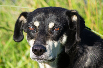 a beautiful stray dog ​​in the countryside