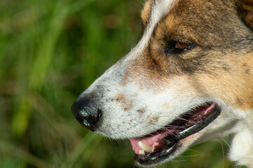 Resilient Stray Dog with Expressive Eyes