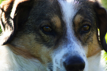 Resilient Stray Dog with Expressive Eyes