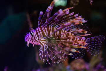 Colorful lionfish swimming gracefully in dark aquatic environment