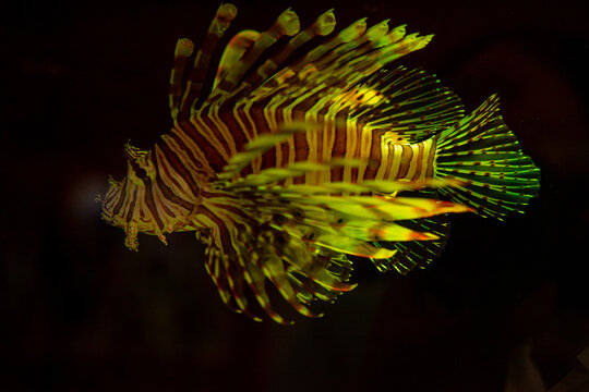 Colorful lionfish swimming gracefully in dark aquatic environment
