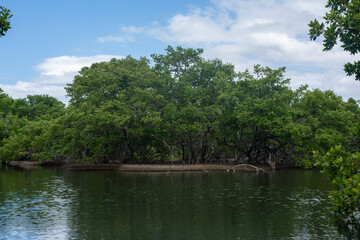 Mangrove swamp at National Parc Laguna de la Restinga in Venezuela, Margarita Island