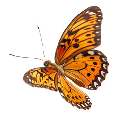Exquisite Butterfly in Flight: A captivating butterfly, its wings adorned with intricate patterns, gracefully soars through the air, capturing the essence of elegance and freedom.