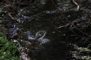 A yellow-beaked starling fledgling bathing in a dark pond, showcasing playful wildlife behavior in nature