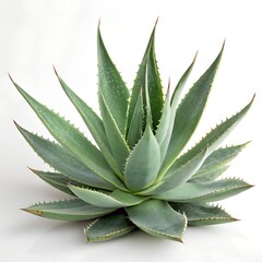 Fototapeta premium Aloe Vera