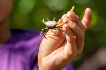 Obraz premium A child holding a rock crab at National Parc Laguna de la Restinga in Venezuela, Margarita Island