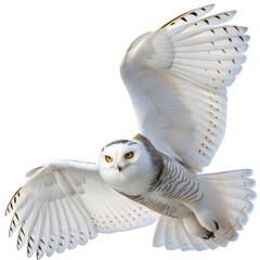 Snowy Owl Soaring: A majestic snowy owl takes flight, its pristine white plumage contrasting with the open sky, showcasing the elegance of this raptor in graceful motion.