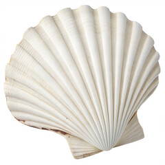 Scallop Shell: A detailed, high-angle shot of a single, pristine scallop shell. showcasing its textured surface, delicate ridges, and subtle pearlescent sheen, creating a sense of coastal serenity.