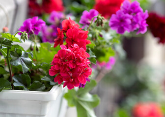 Nice Pelargonium flowers growing in garden