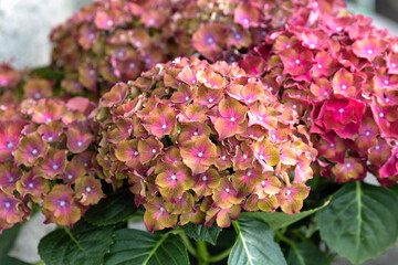 Colorful Hydrangea flowers on the counter of a flower shop
