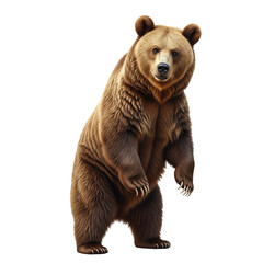 Obraz premium Detective Bear with Magnifying Glass