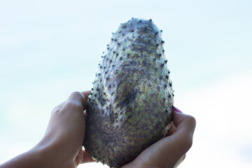 Close up of Fresh Ripe Soursop Fruit © Jopstock