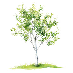 Birch tree with fresh green leaves standing tall in a grassy area on a sunny day transparent background, cutout PNG