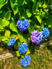 Hydrangea macrophylla